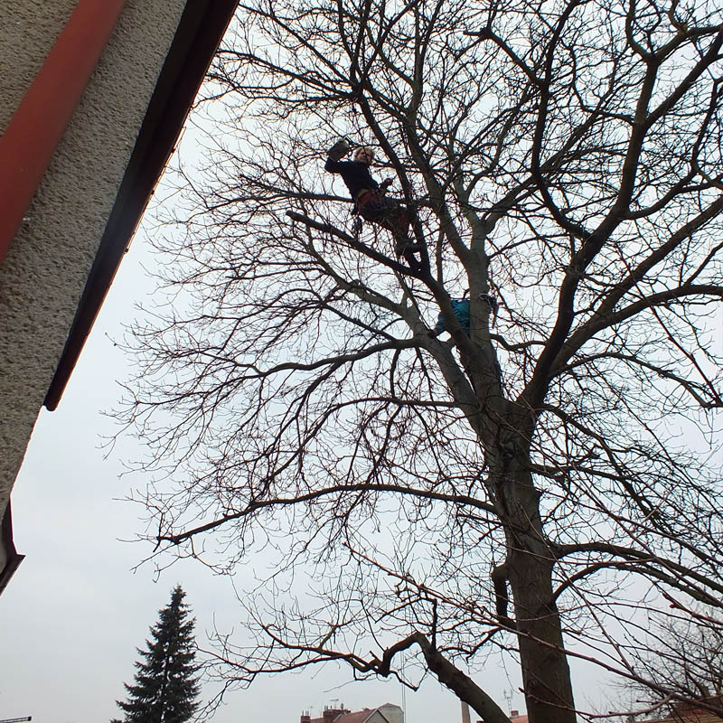 Naši lezci hravě vylézají do koruny stromu, vytváří zde několik kotevních bodů.