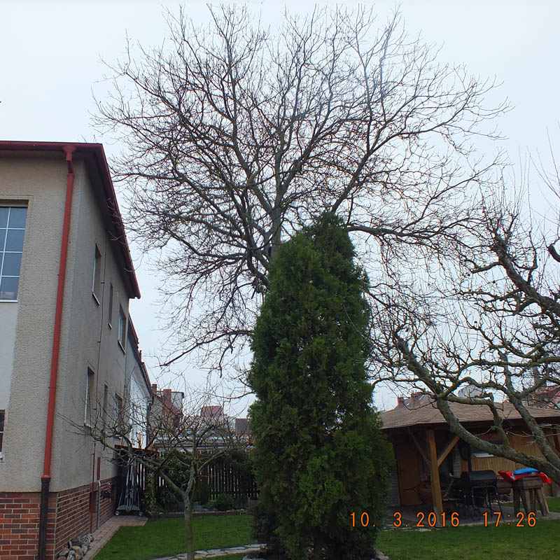 Strom zvládl přerůst dům a větvemi teď stíní okna a listím ucpává žlaby.
