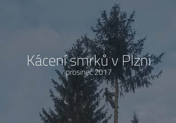 Rizikové kácení smrků v Plzni